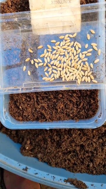 Семена огурцов Конкурент.Которым более 30 лет. смотреть онлайн