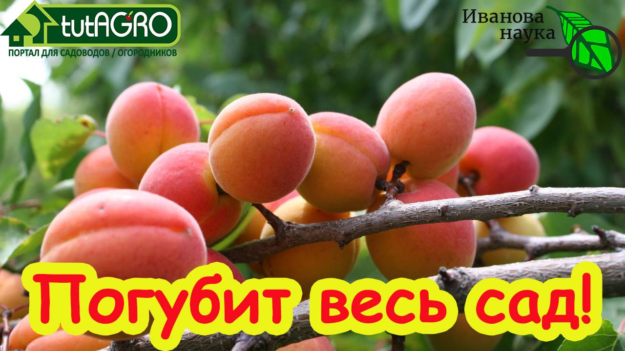 "ЧЕРНАЯ СМЕРТЬ" ВАШЕГО САДА! Это дерево погубит и сливы, и яблони, и груши... Не останется ничего!