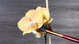 Фаленопсис Sogo mandala