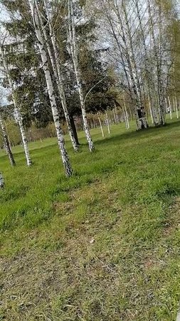Погода в Санкт-Петербурге на 8.05.2025 в Красносельском районе парк