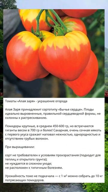 2 Томаты «Алая заря» - украшение огорода A смотреть онлайн