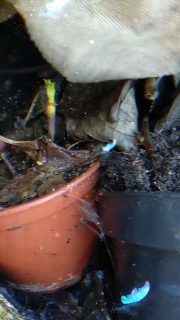 #крупнолистныегортензии под укрытием 🌸🌿💚 в открыт смотреть онлайн