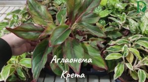 Аглаонема Крета (Aglaonema 'Creta')