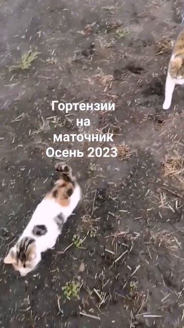 У меня красота будет не только в горшках, но и на участ? смотреть онлайн