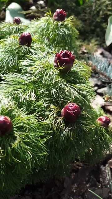 Пережил морозы и снега, Пион тонколистный Rubra Pleno #бодр?