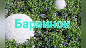 топ лучших почвопокровных растений