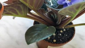 Обзор фиалки Rhapsodia Clementina