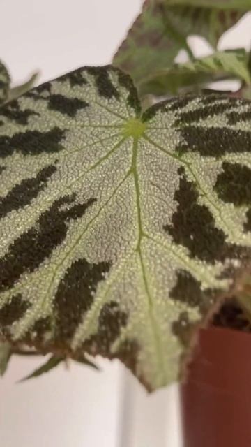 Лист как шкура дракона #begonia #бегония #flowers #орхидеифале