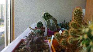 Кактусы. Осень. Уход за кактусами Осенью. Обзор.