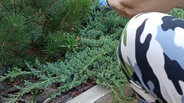 ОМОЛАЖИВАЮЩАЯ стрижка можжевельника лежачего НАНА!