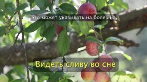 Видеть сливу во сне - Толкование Снов