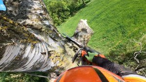 Арбористика | Спил сухой липы целиком и березы по част?