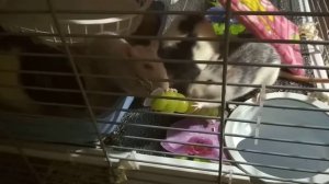 Палочка для издевательств над крысами