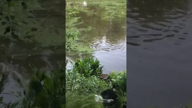 Бобр!Нападениее на собаку. Оказывается их два! смотреть онлайн