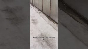 Укрытие винограда в теплице в Сибири