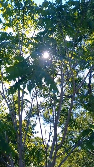 Маньчжурский Орех 🍃 #маньчжурскийорех #орех #деревья смотреть онлайн