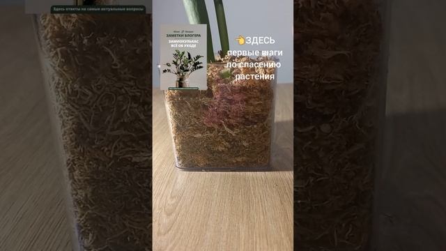 ПОЛИВ замиокулькаса при реанимации во мхе.