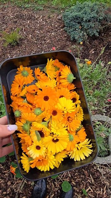 Календула на чай #календула #чай #травы #tee #calendula #herbs смотреть онлайн