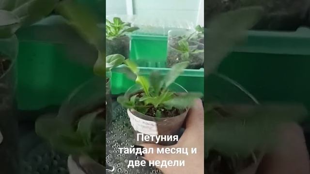 #петуния тайдал смотреть онлайн