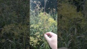 Болиголов пятнистый