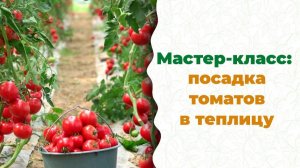 Мастер-класс учёного-биолога Дмитрия Скотникова. Как вырастить томаты с эко биопрепаратами?