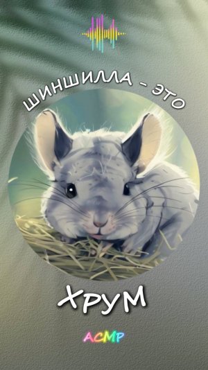 Шиншилла - это... Хрум! (АСМР)