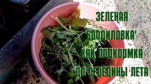 Подкормка из растений. Это просто.Использую ее до середины лета.