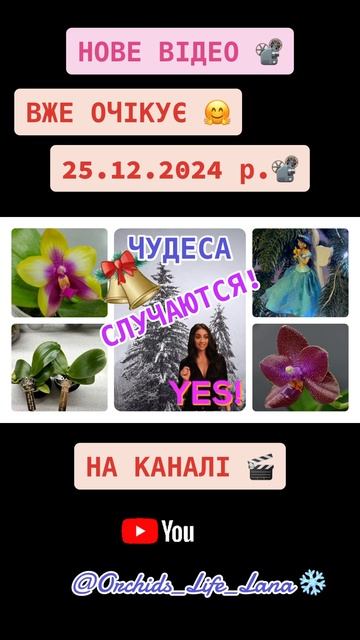 #shorts #plants #orchids_life_lana #queen #орхидеицветут #orchids #орхидеи #pha