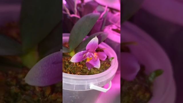 Орхидеи смотреть онлайн