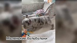 СМЕШНЫЕ французские бульдоги #33. Просто попробуй не рассмеяться