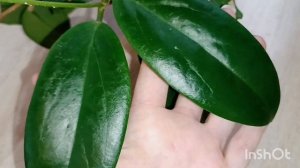 обзор хойи /январь 2025🌿☘️🪴/