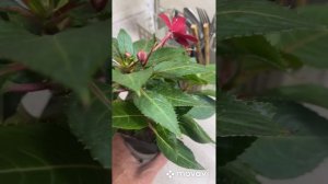 Бальзамин в маленьком горшке и на фитильном поливе. Мо