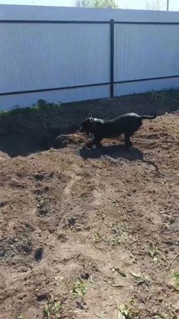 На даче🏡 всем найдётся дело! Вот как дружно мы работаем!😊😁