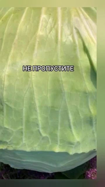 Каждый четверг скидка на семена брокколи, цветной и бе