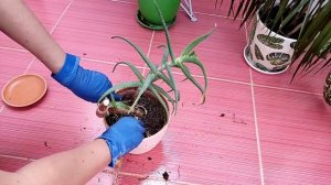 Обновила Алоэ Столетник! Гигант давно просил внимания