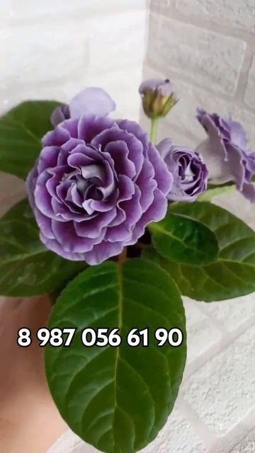 #купитьглоксинию#сортоваяглоксиния#глоксиниипочтой#?