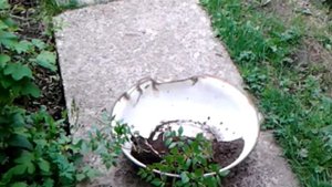 Как правильно своими руками разделить астильбу