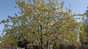 8 мая +4 Московская область Утренний дачный обход.