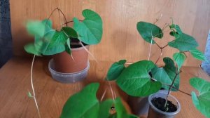 Эффектная  Вьющаяся сирень Долихос Гиацинтовые бобы, ?