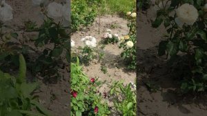 VID_20240701_120336.mp4Розы в моем деревенском Саду, архив 1.07.2024г