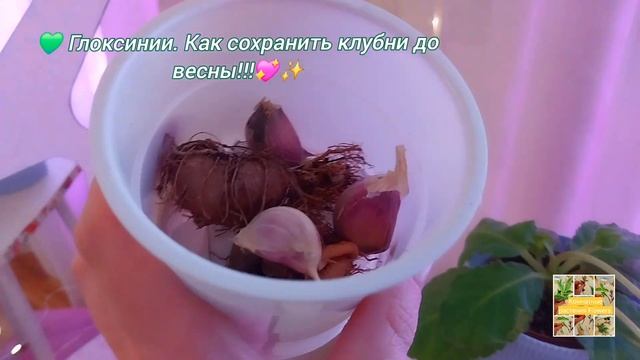 💚Глоксинии. Как сохранить клубни до весны!!!💖✨️