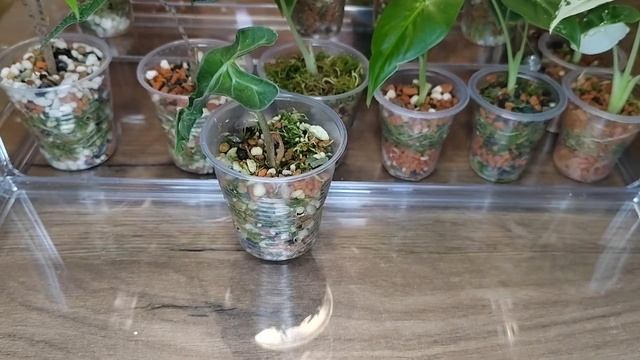 Обзор Алоказий 12.2024г. #алоказия #растения #цветы #plants #ц?