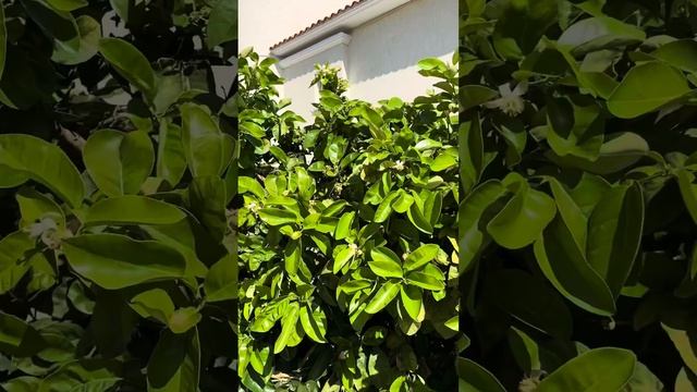 Ландшафтные работы на Кипре [#ландшафтныйдизайн ]