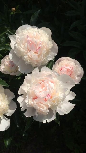 Пион Блаш Куин (Paeonia Blush Queen) смотреть онлайн