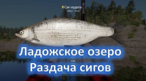Русская рыбалка 4-Ладога.раздача трофейных сигов+трофейный рипус