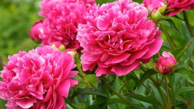 "Царь цветов" Пион (лат. Paeonia)