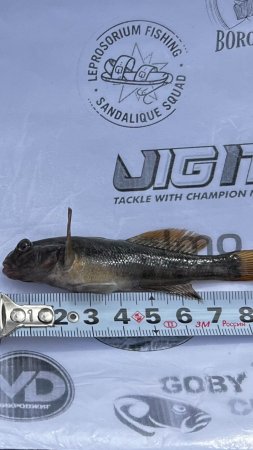 Goby Cup 2025: в поисках бычков и ротанов