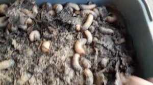 личинка майского жука