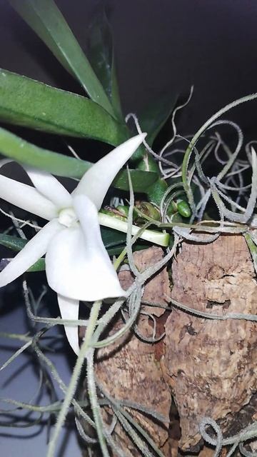 #Angraecum didieri. 4.09.2023. Белоснежная, искрящаяся красота с не?