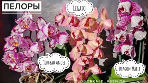 Пелоры: Legato, Jiuhbao Angel, Dragon maple 🌷 Красивое трио фаленопсисов в домашнем цветении. Обзор